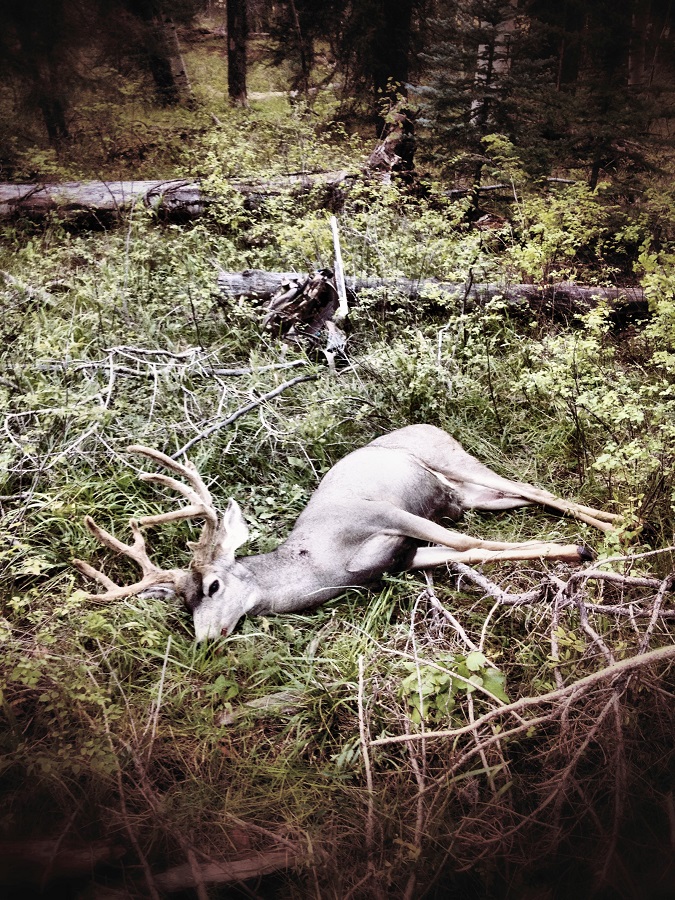 Mule Deer Down