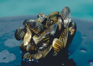 Zebra Mussels