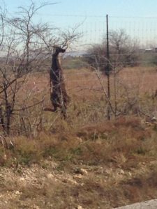 Taken Tuesday morning.  Chasing a doe and tried to jump in a high fence.  He didn't make it, but shook it off and kept chasing!