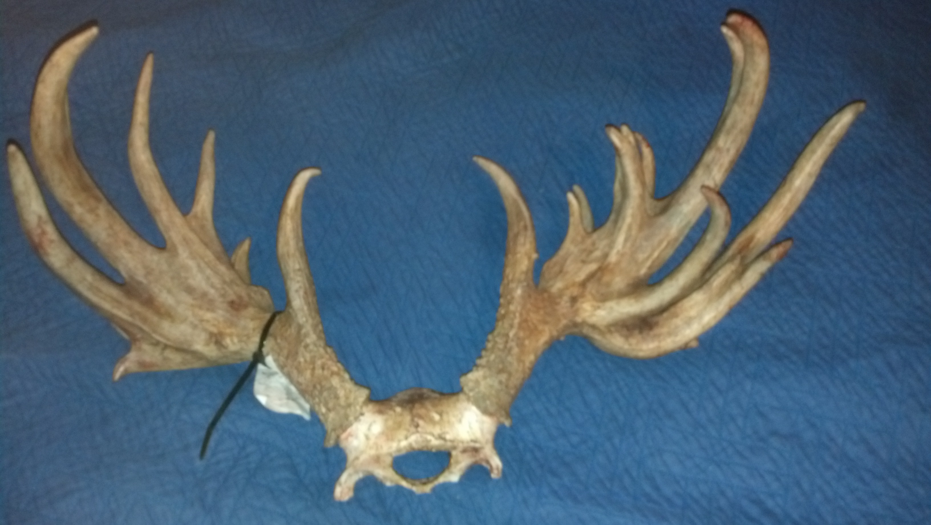 The Hunting Game » Monster Wise County Buck Rack