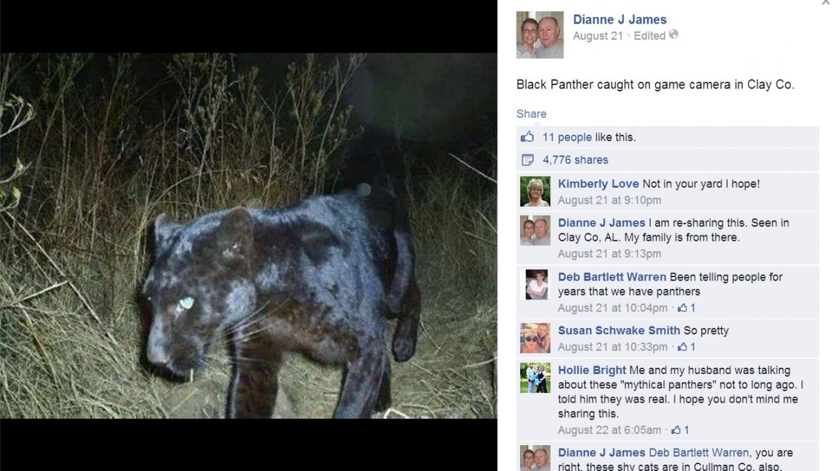 Black Panther Spotted in Clay County The Hunting Game