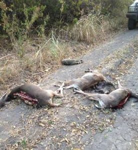 Lamar County deer with backstrap removed *posted to Facebook