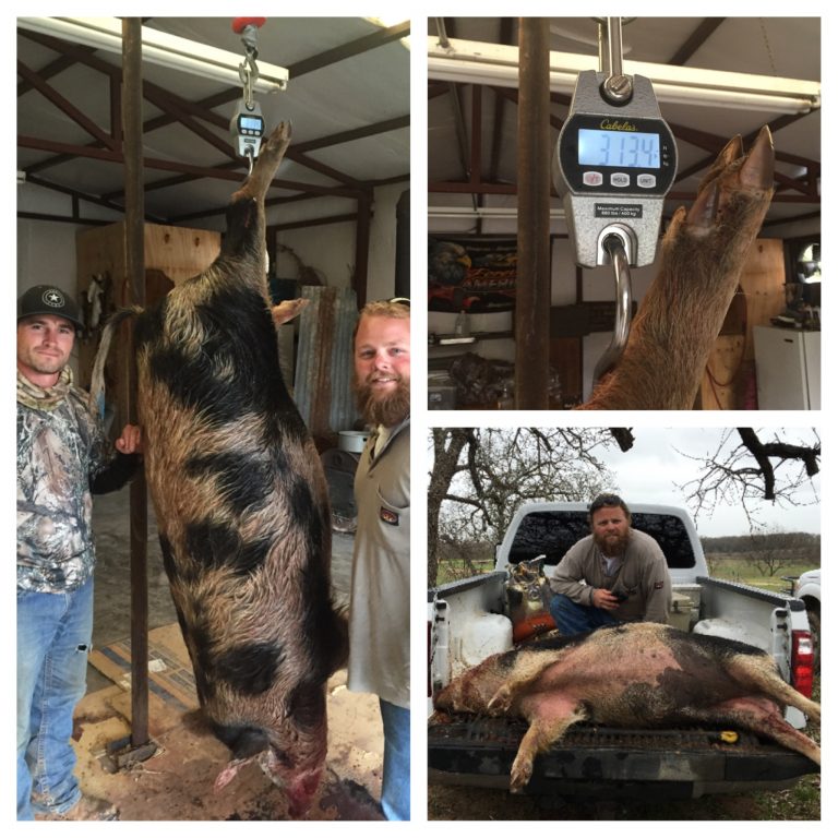 **FINAL RESULTS** 2016 Wise County Hog Contest | The Hunting Game